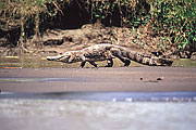 Picture 'Cr1_03_19 Crocodile, Costa Rica'